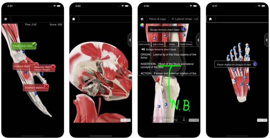Displays a three-dimensional model of the Muscular System as well as a description of each muscle in the human body. REVIEWS IN THE PRESS: "3D4Medical's professional apps are quickly becoming the de facto choice for anatomy visualization on the iPad."